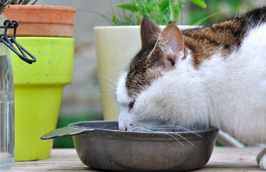 Comment choisir une bonne alimentation pour votre chat ?